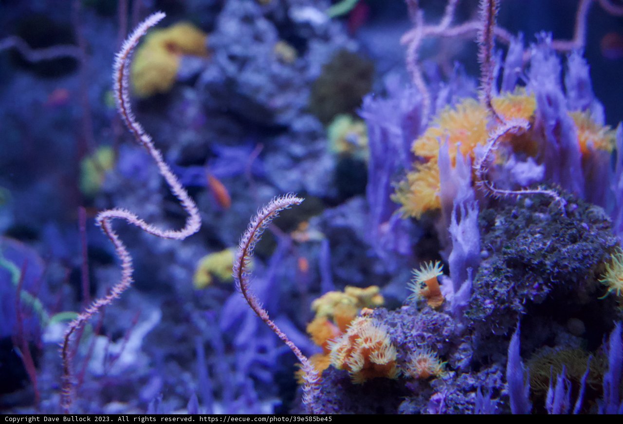 Snapshot from the Underwater World: The Vibrant Coral Reef