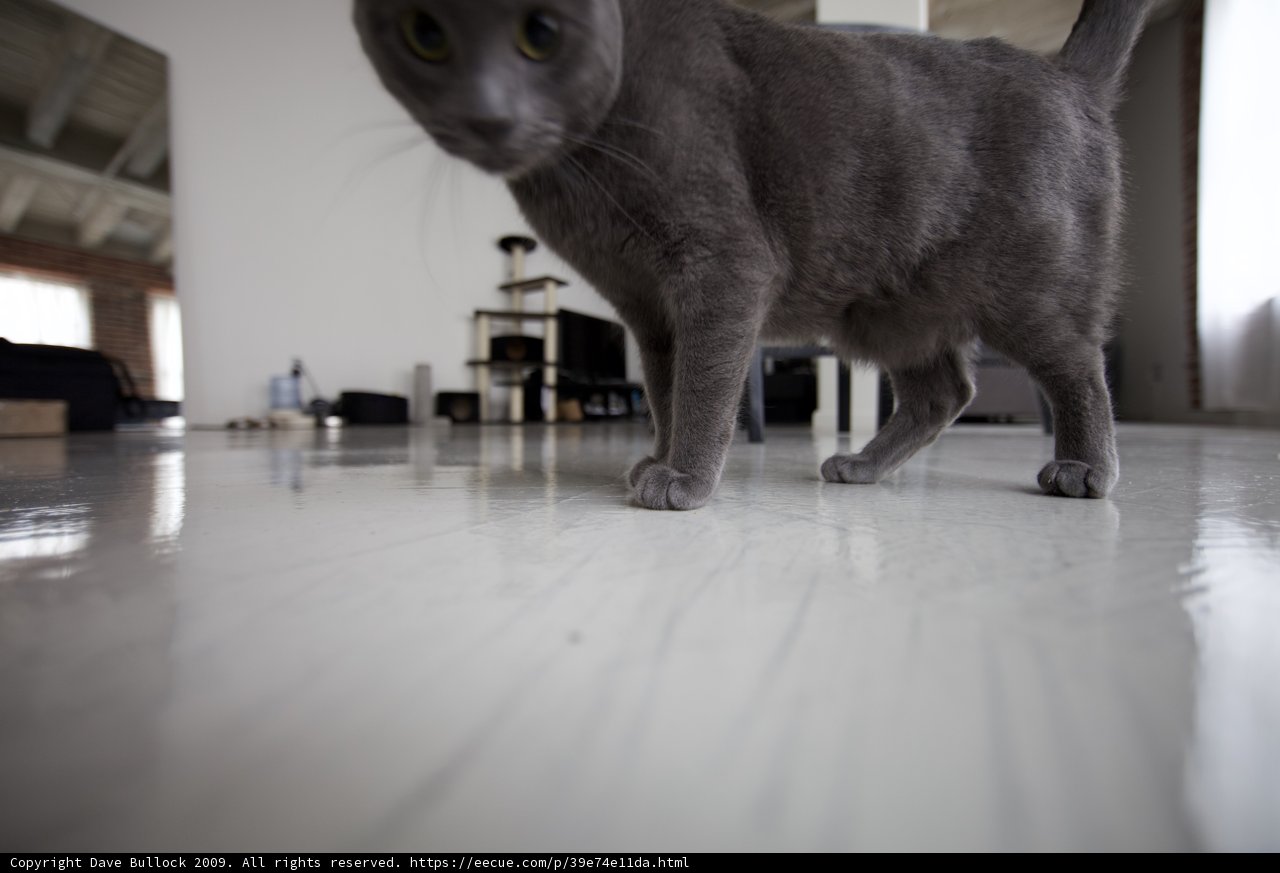 Purrfectly Poised on Plywood