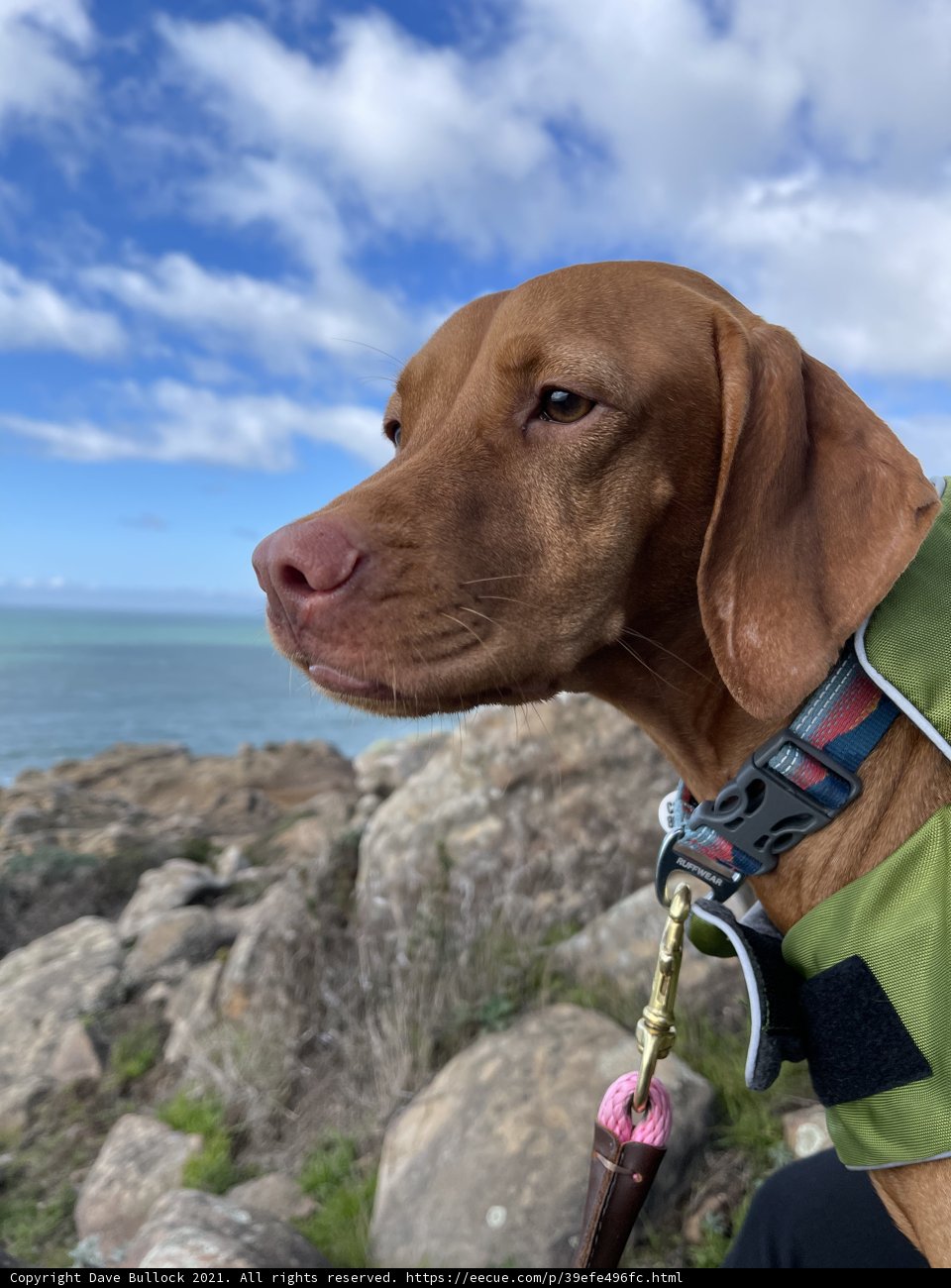 The Hound in Green