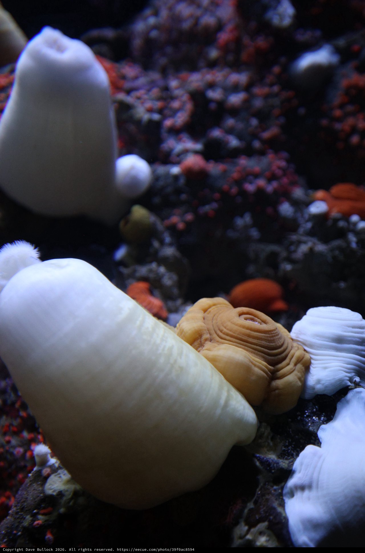 Marine Life: Shells and Coral in Aquarium Display