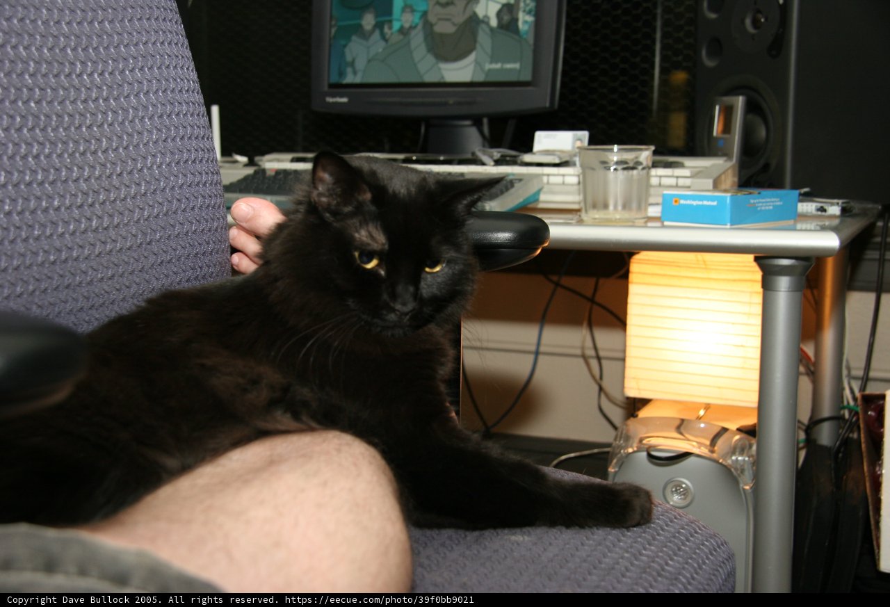 Purrfectly Content