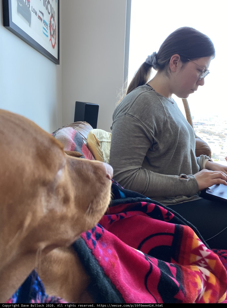 A Cozy Afternoon with Furry Companions