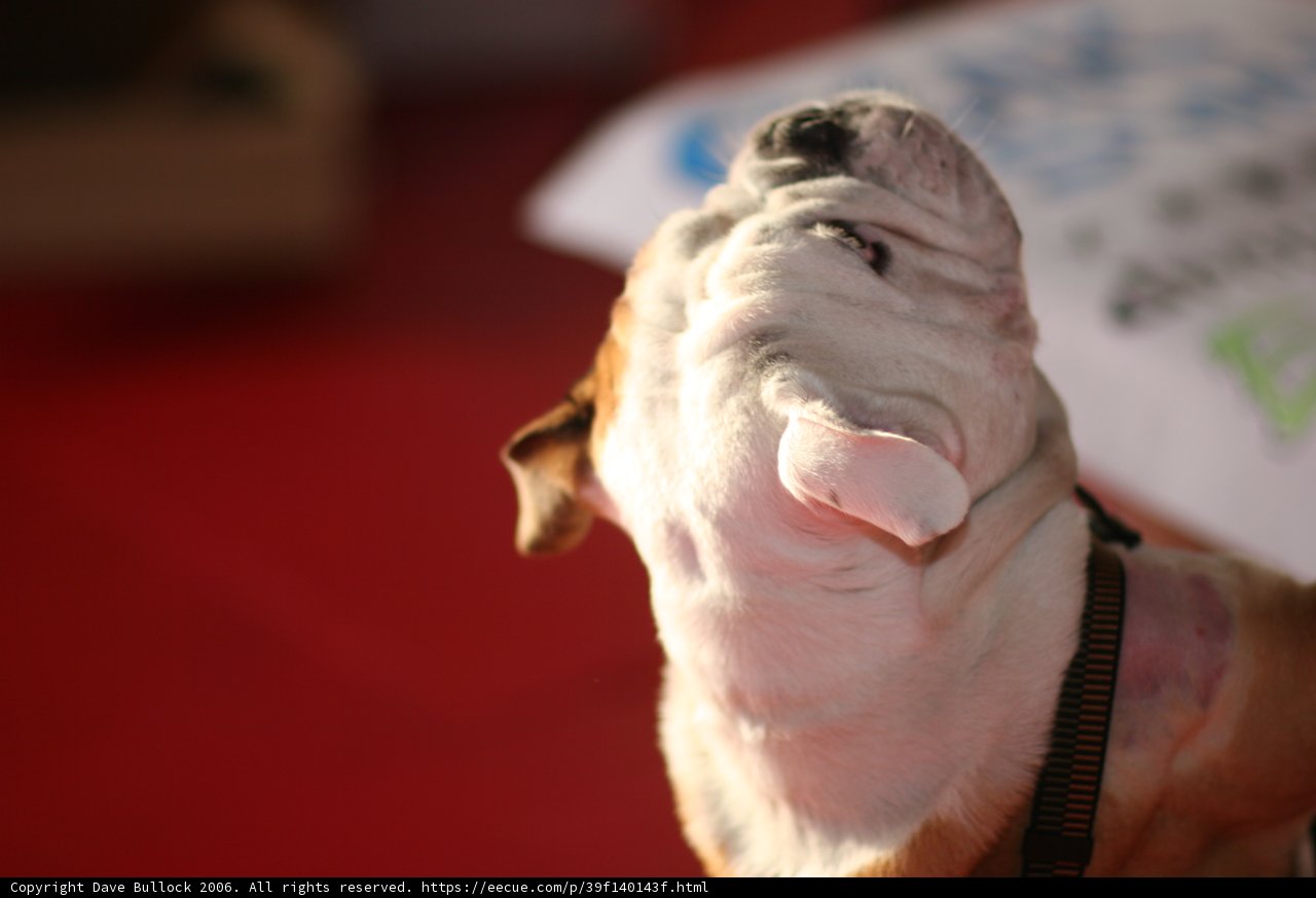Curious Canine