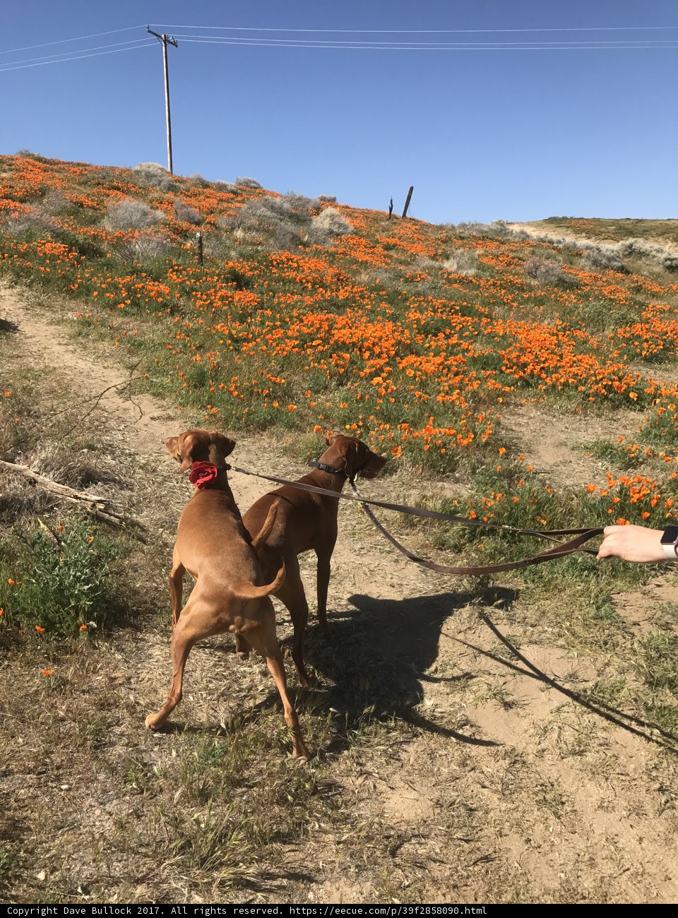 A Walk with My Furry Friends
