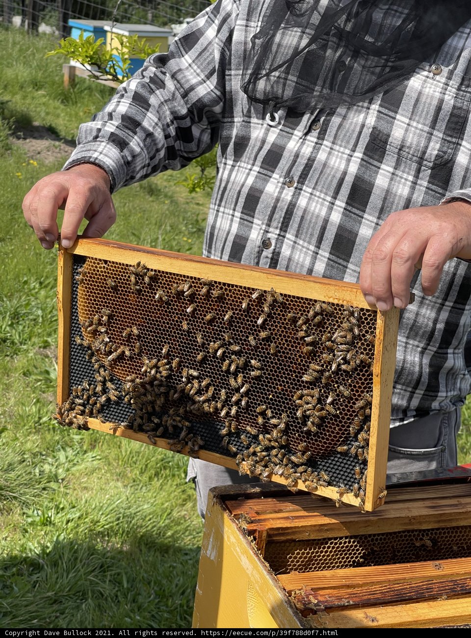 The Beekeeper's Delight