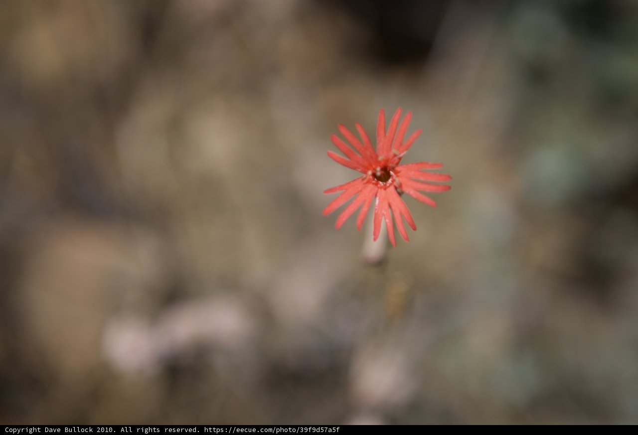 Solitary Beauty