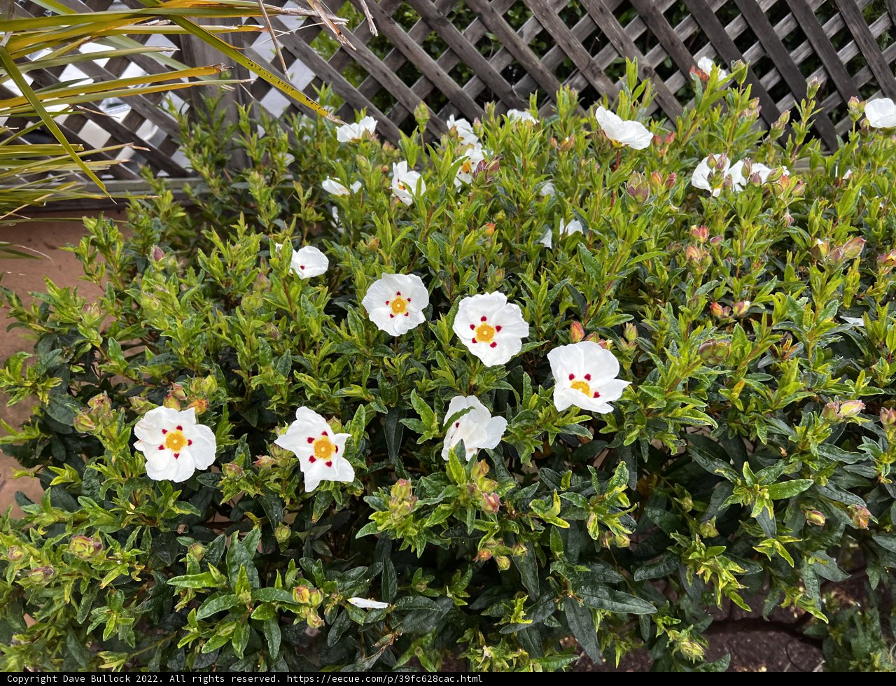 White Daisies with Sunny Centers