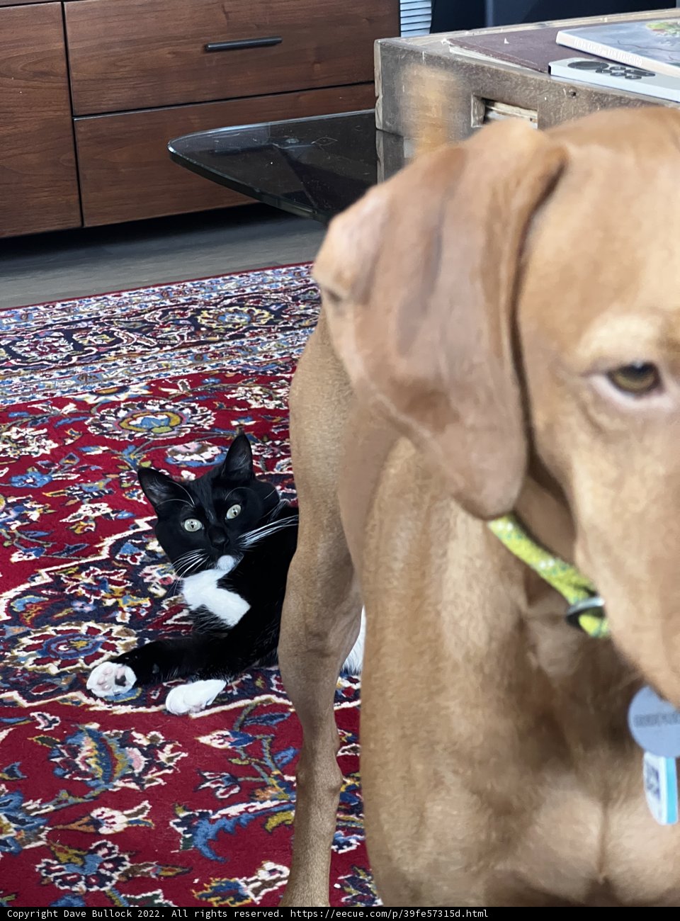 Furry Friends on a Cozy Rug