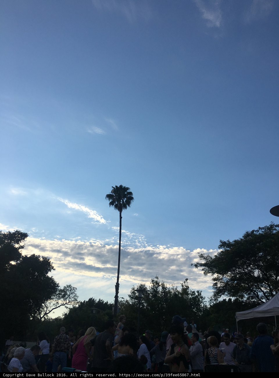 Palm Tree Silhouette at a Summer Concert
