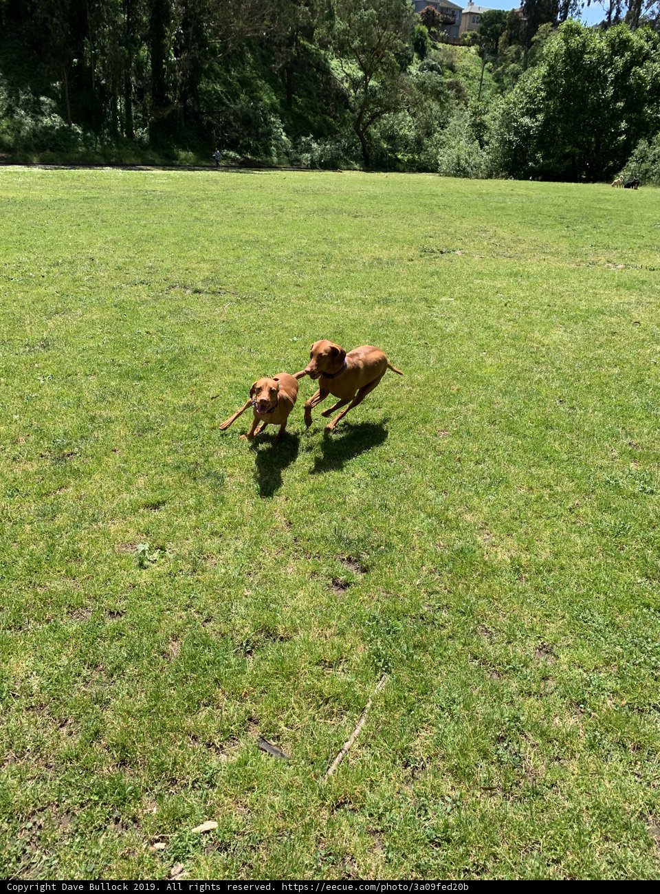 Two Canine Companions in the Grasslands