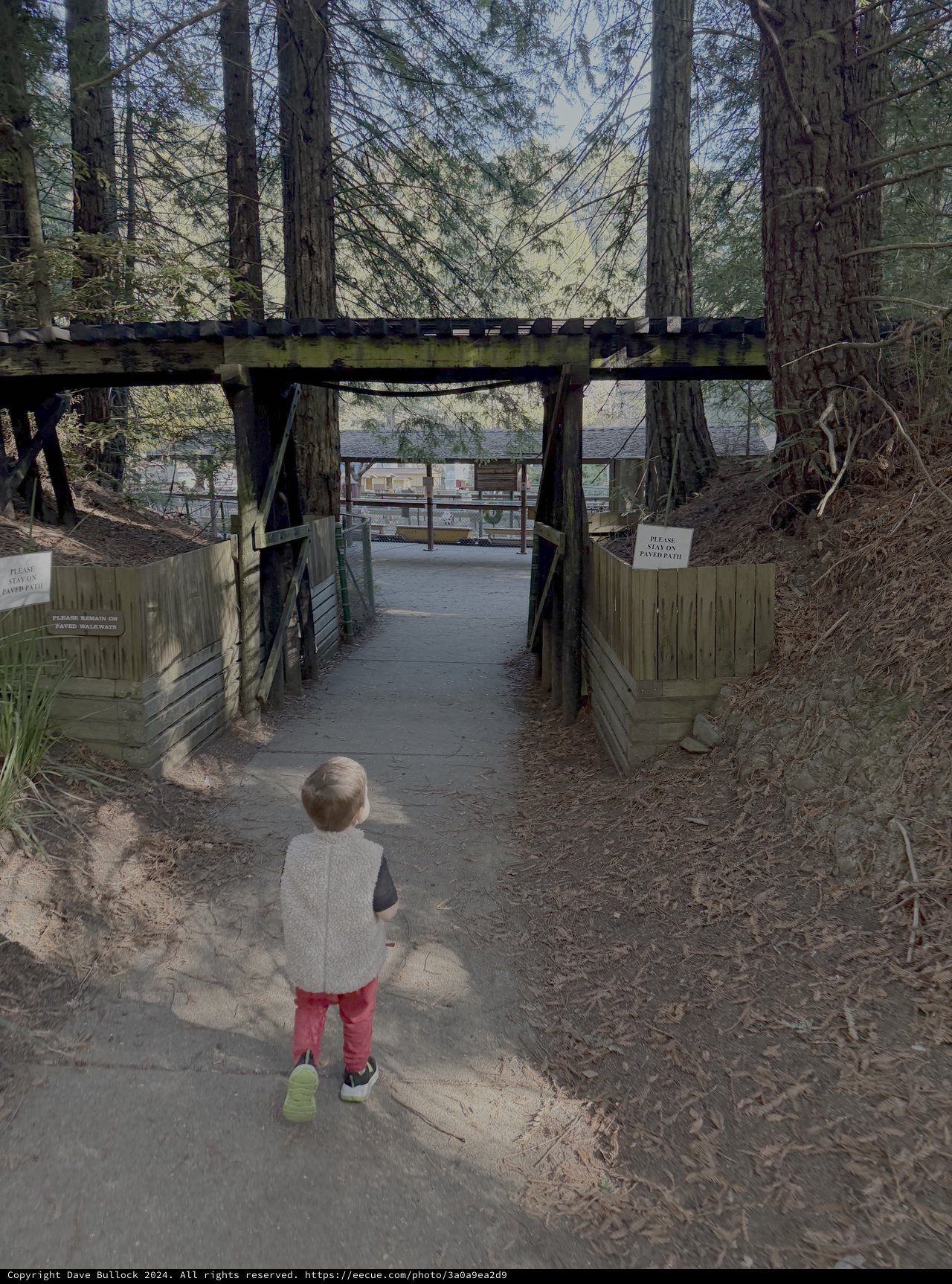 Child Walking Toward Forest Bridge Trail