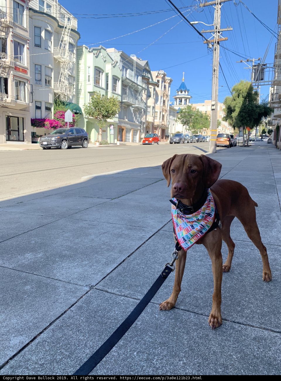 City Pup on a Stroll