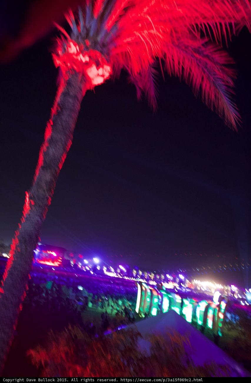 Illuminated Palm Tree