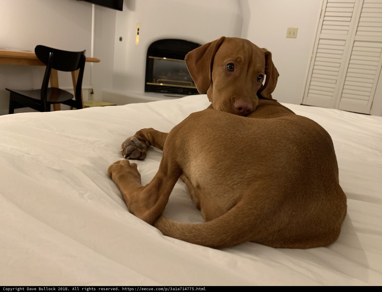 Comfy Canine Retreat