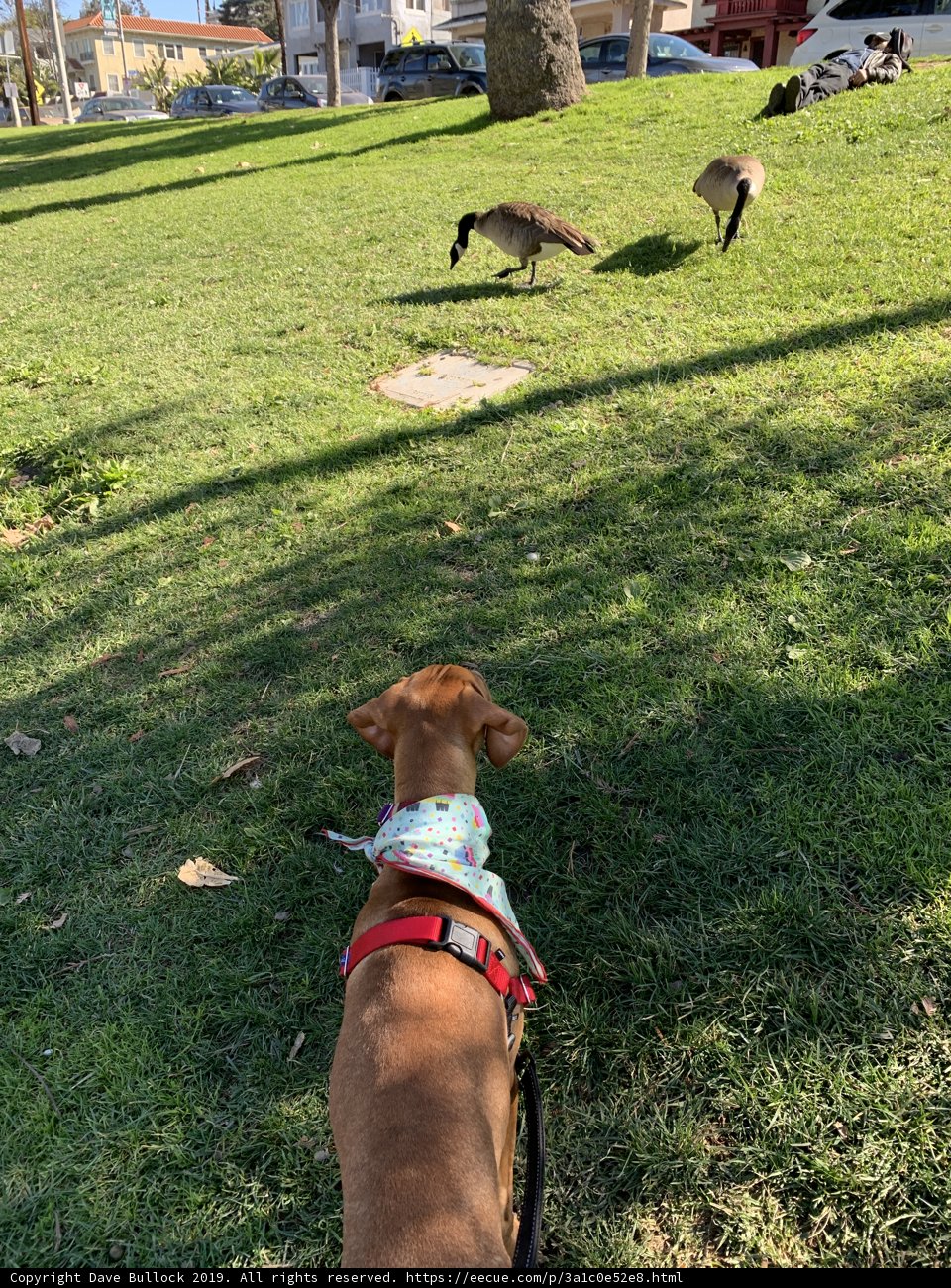 Canine Curiosity
