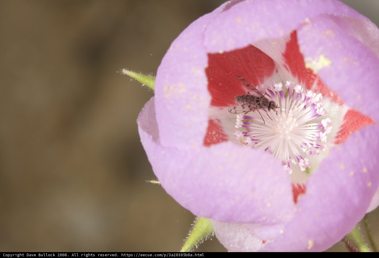 Pink Geranium Flower with Honey Bee