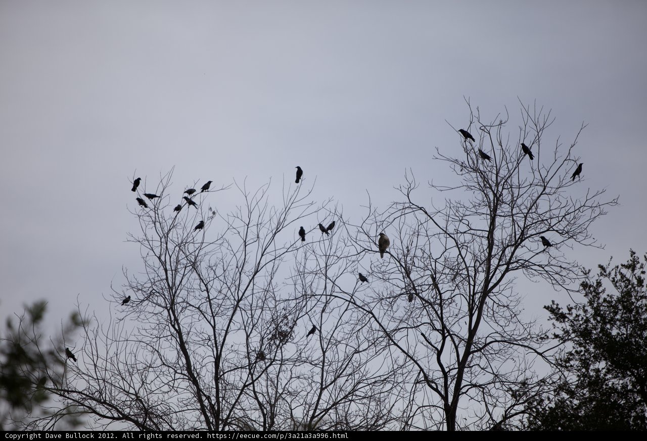 Gathering of the Flock