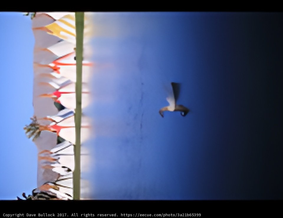 Serene Bird and Sailboats at The Broad