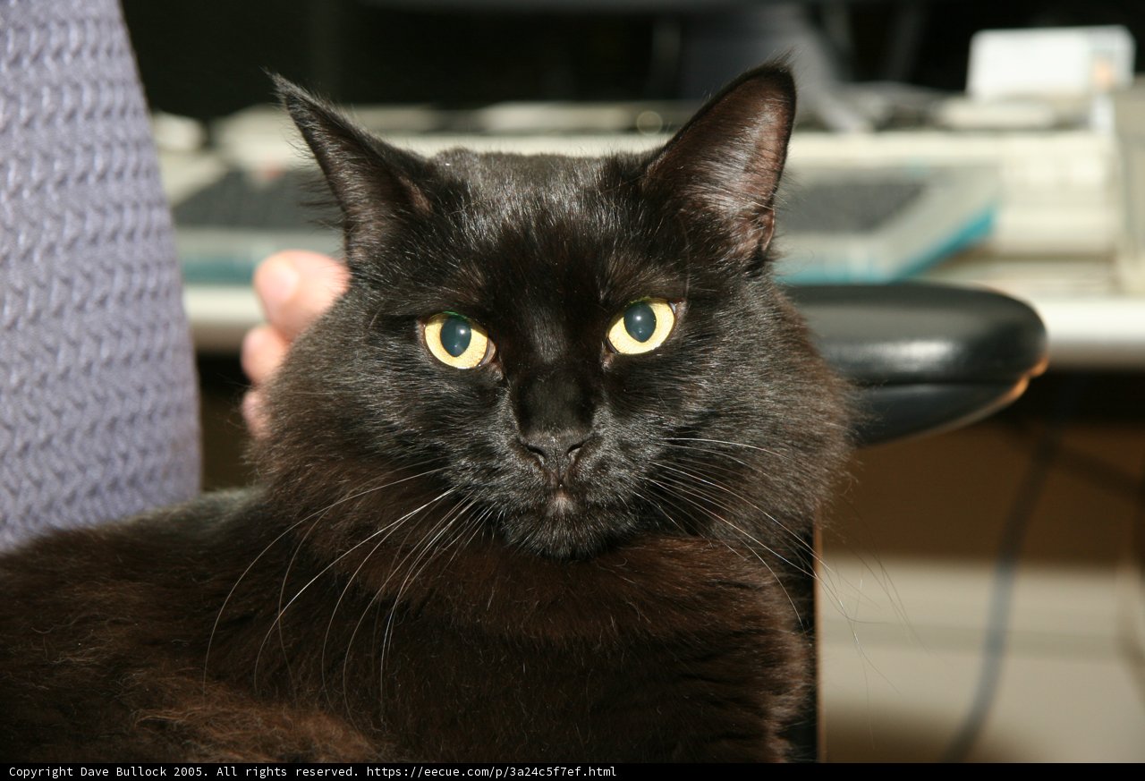 The Regal Black Cat