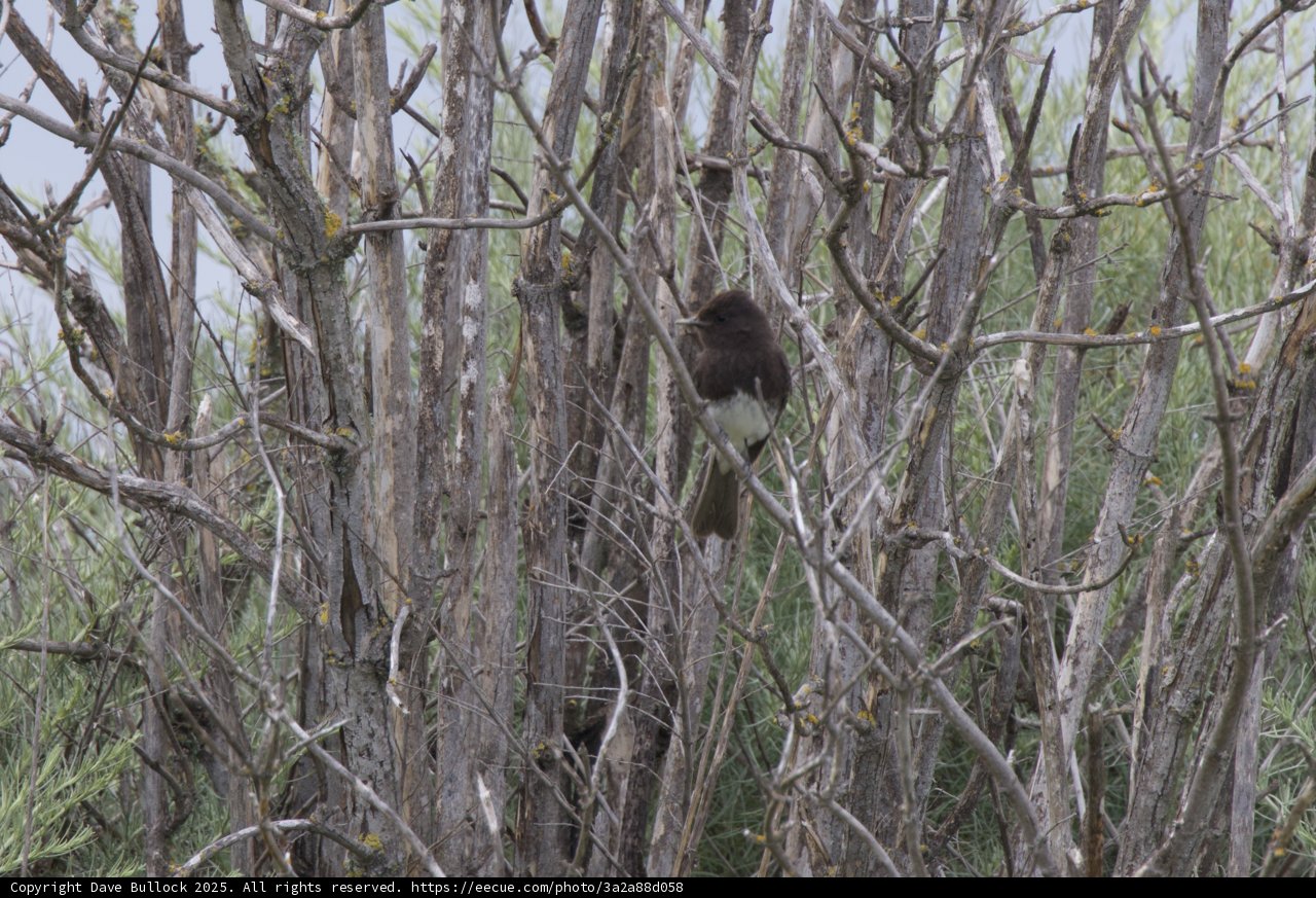 Hidden in the Thicket