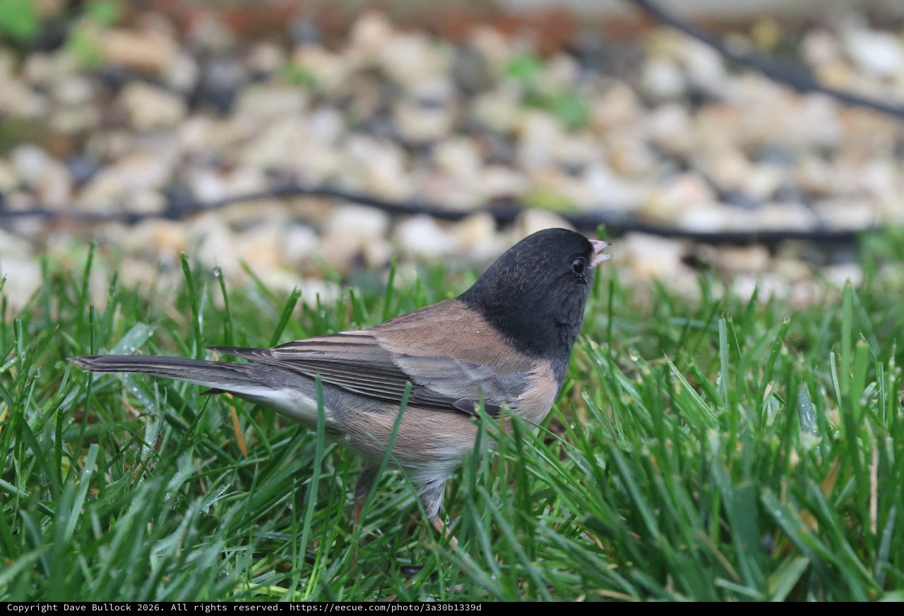Dark-Eyed Junco Foraging in Fresh Green Grass