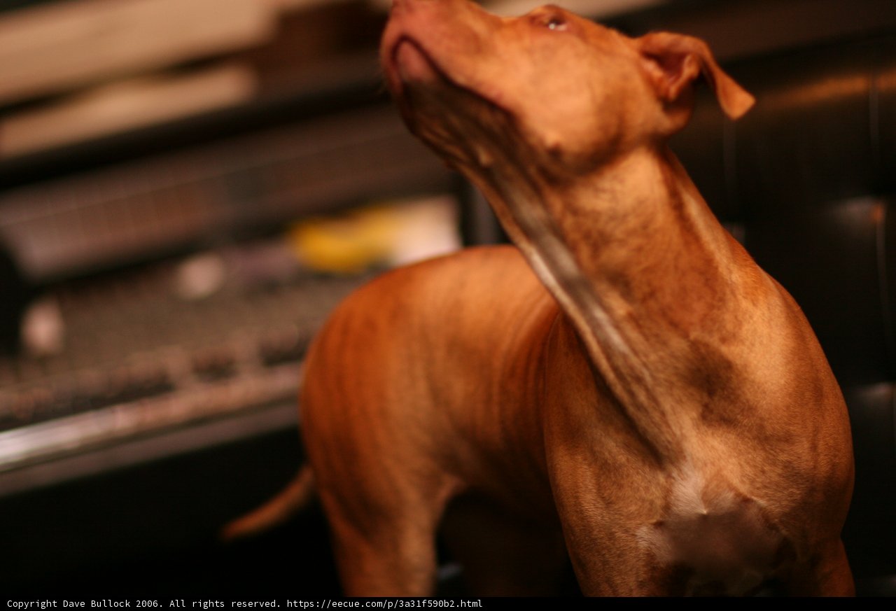 Puzzled Pup