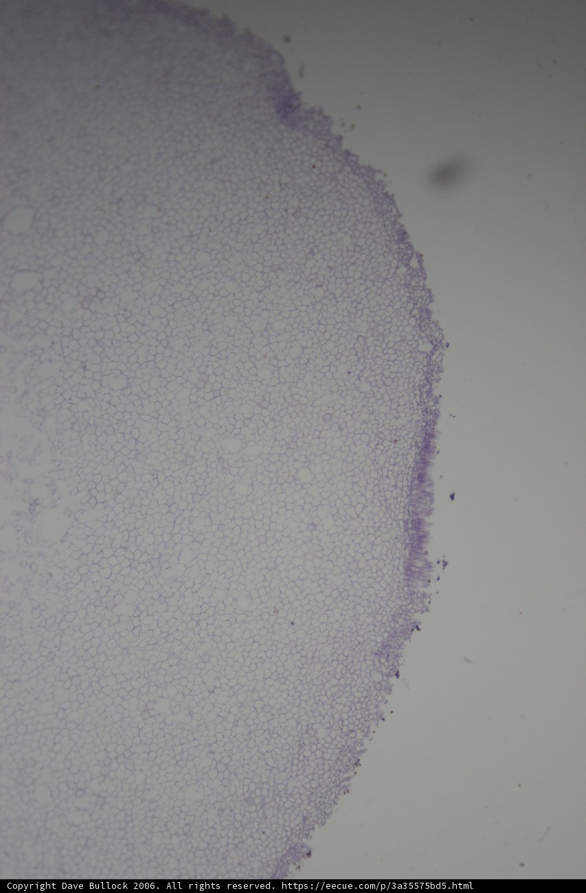 Purple Stain