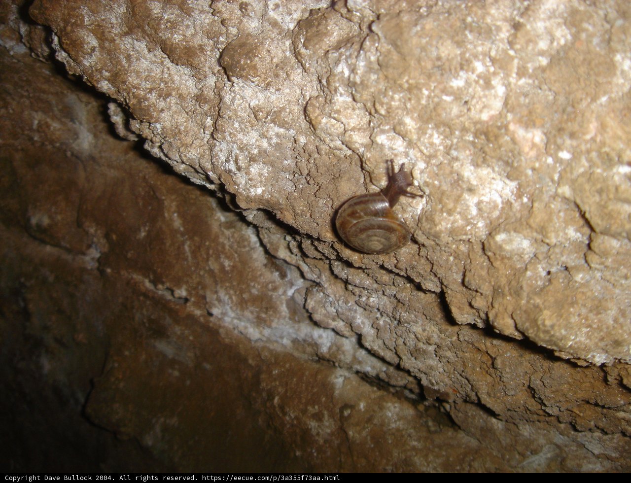 Snail Adventure