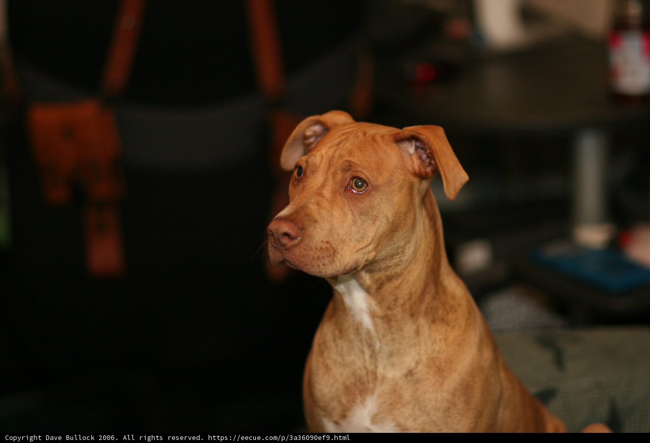 Furry Companion on the Couch