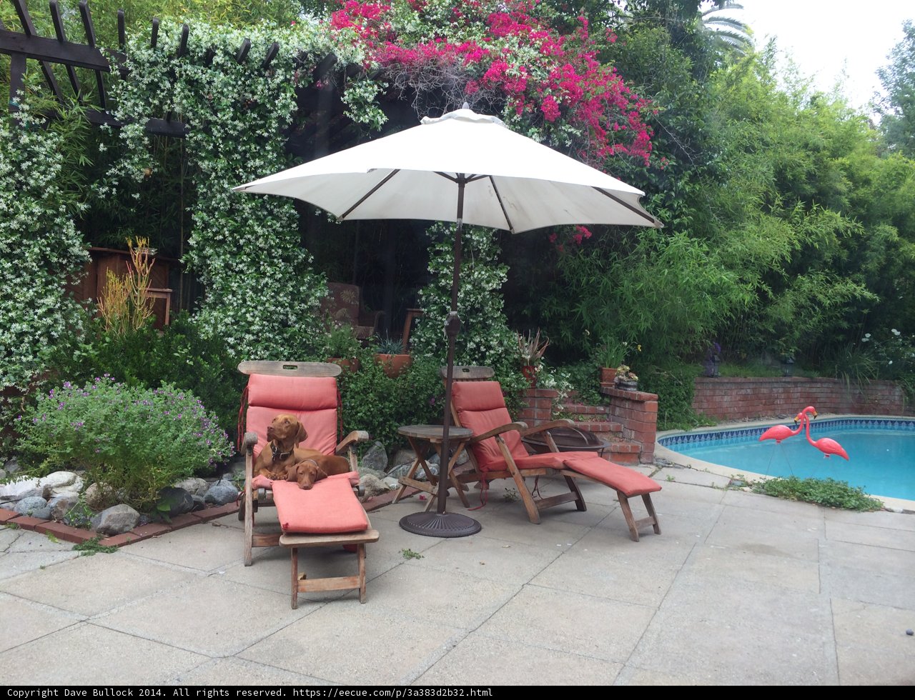 Relaxing in the Backyard