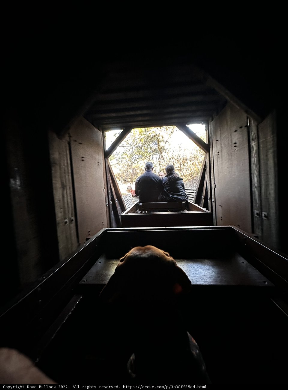 Train Ride with a Furry Companion