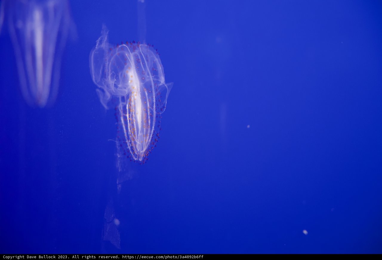 Celestial Swimmer: A Jellyfish Ballet