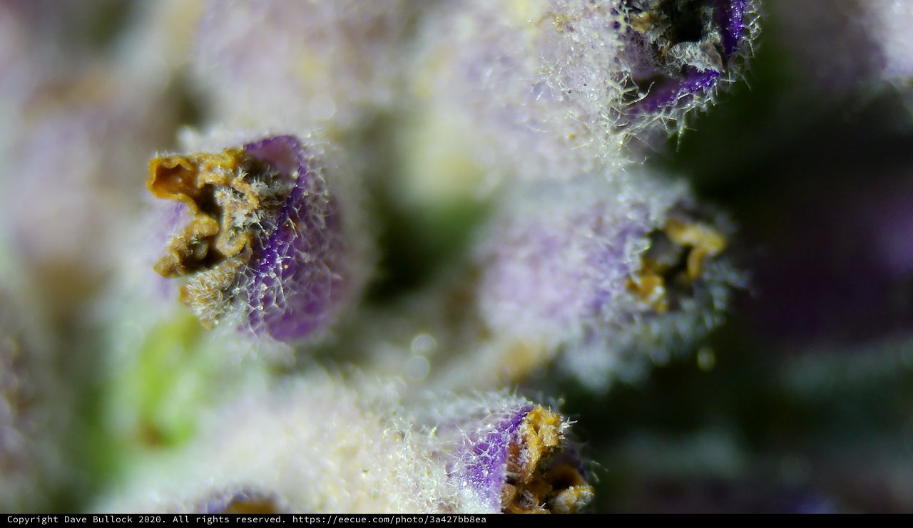 Extreme Macro: Purple Flower Buds in Crystalline Detail