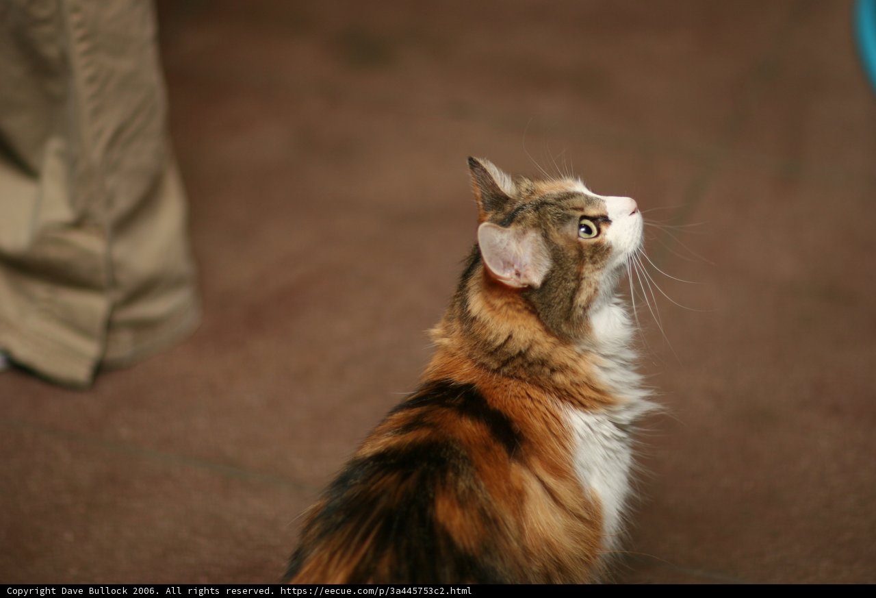 Curious Calico