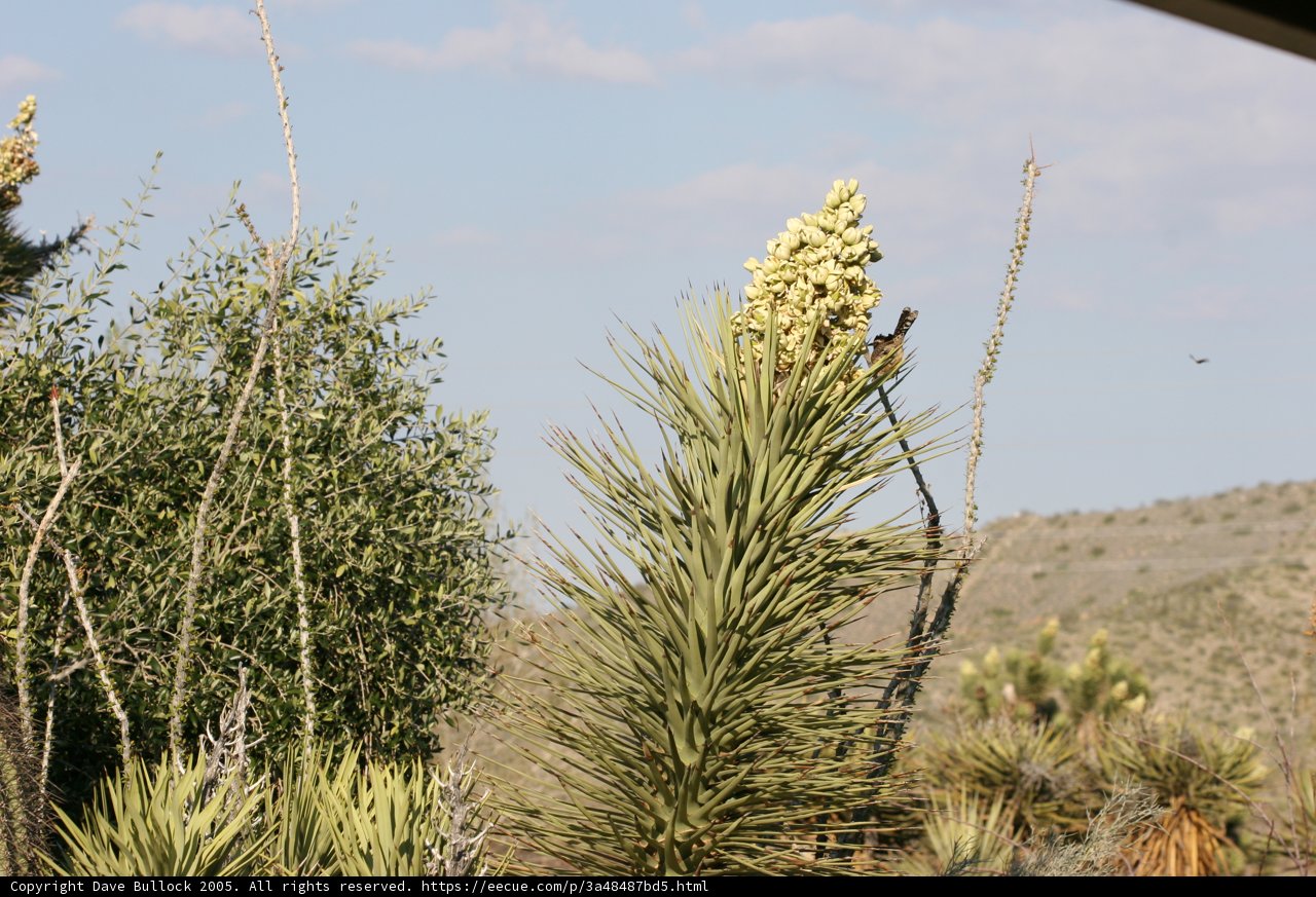 A Bird Soaring Above Agavaceae Plants