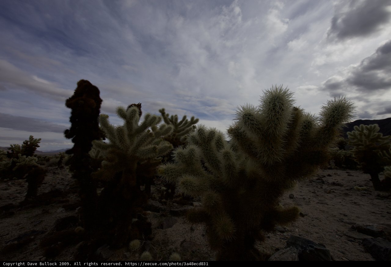Majestic Cactus in the Cloudy Desert
