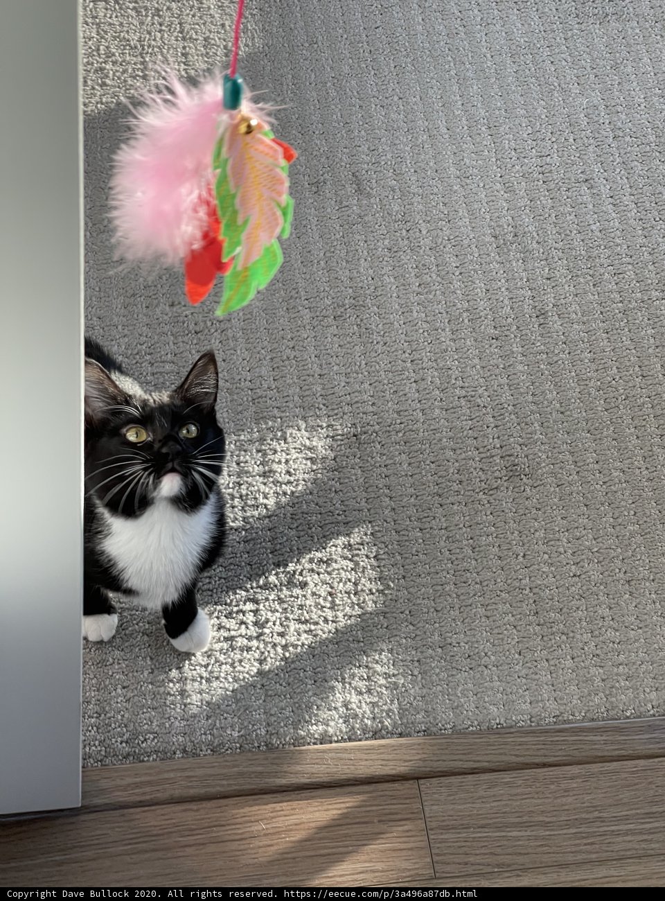 Curious Cat with Home Decor