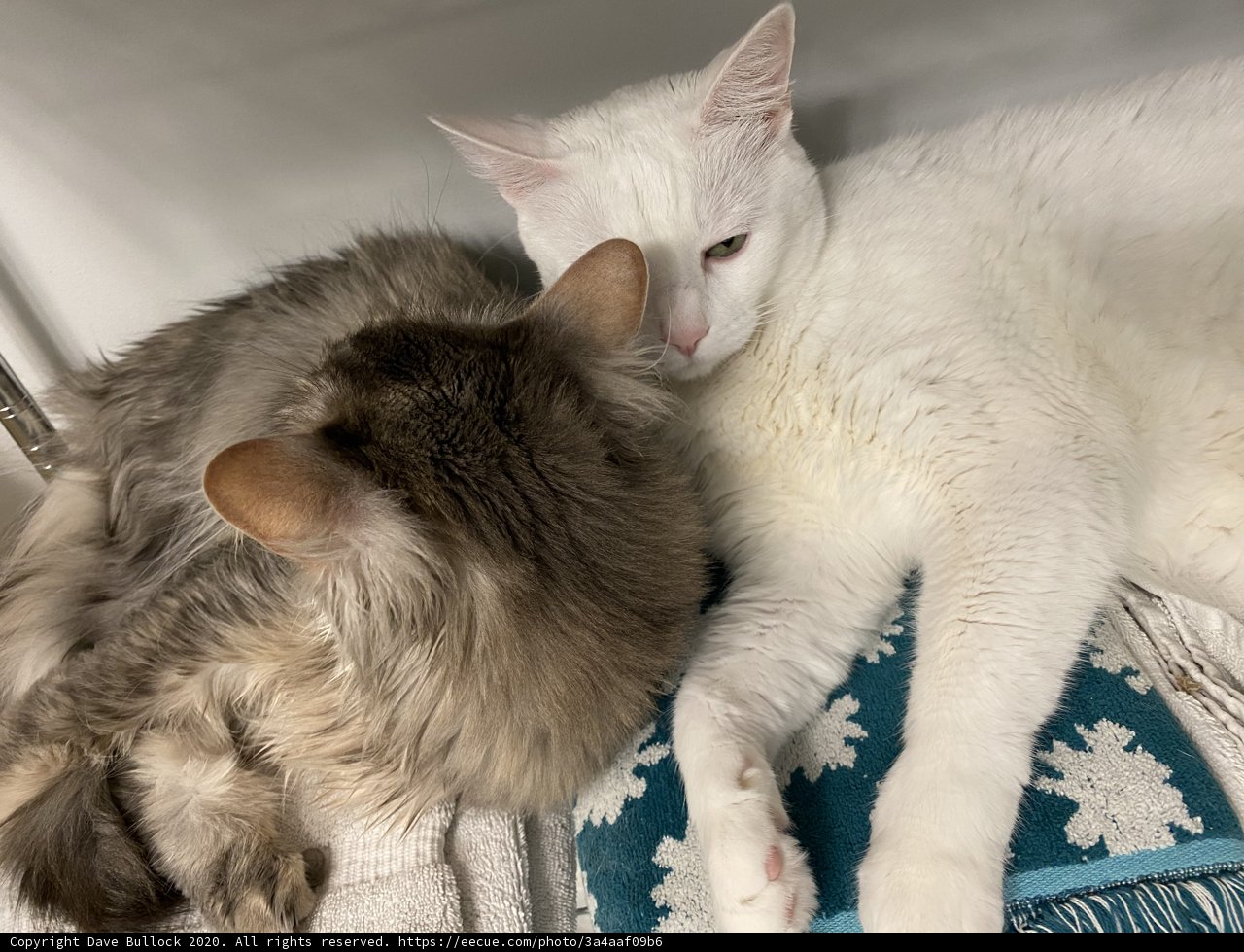Feline Friends