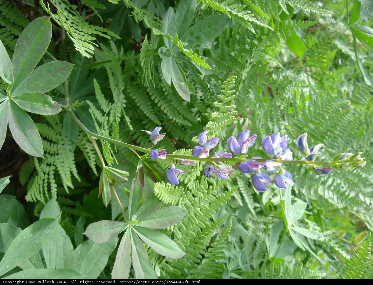 Purple Lupin Flower with Ferns