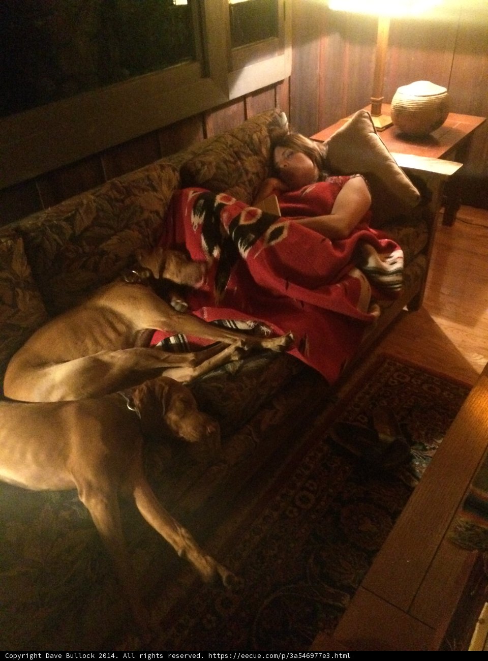 A Cozy Nap