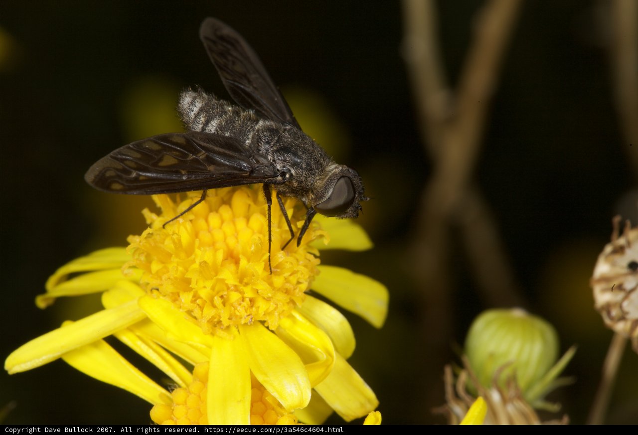 Floral Visitor
