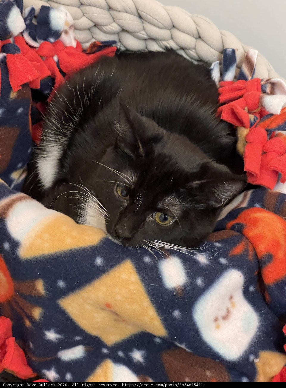 Cozy Cat in a Basket