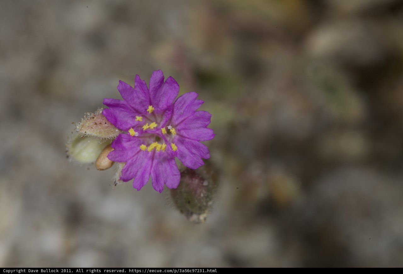 Purple Geranium in Bloom