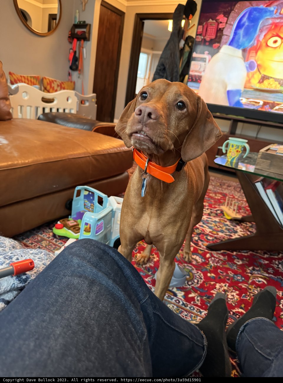 The Majestic Lounge Guardian