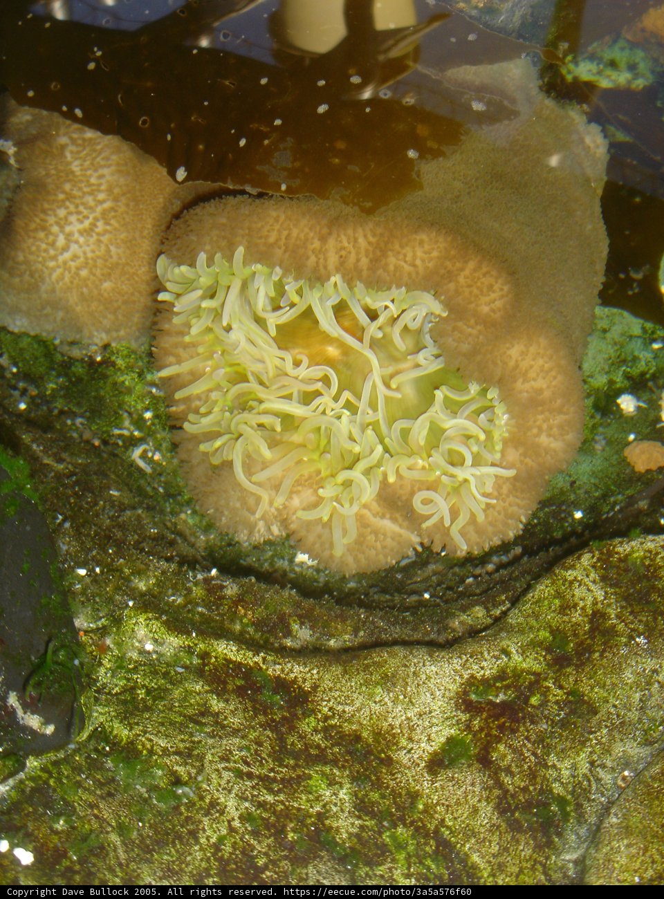 Sea Anemone on a Rock Covered in Sponge