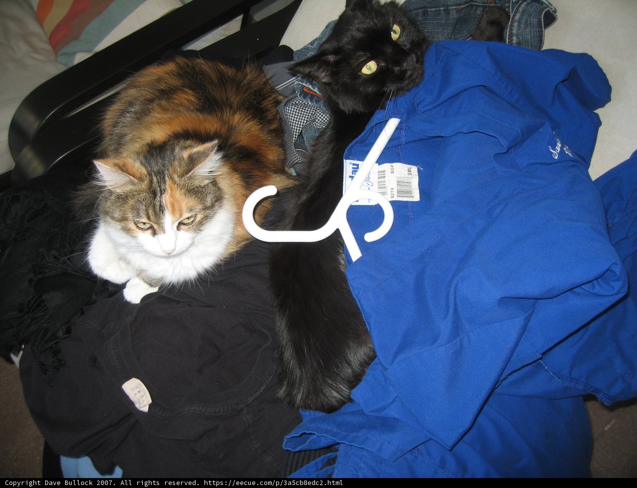 Lazy Day Cat