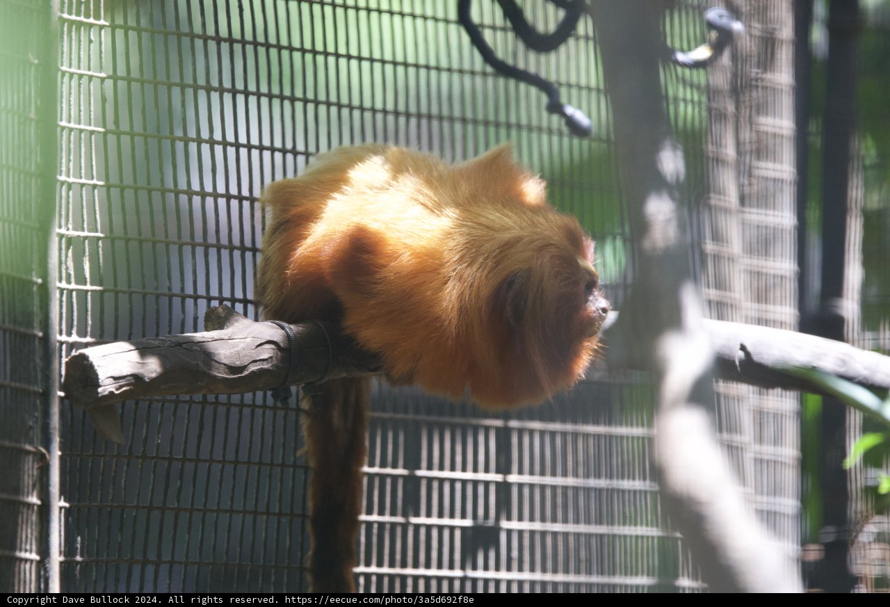 Golden Gaze: A Moment of Contemplation at Honolulu Zoo