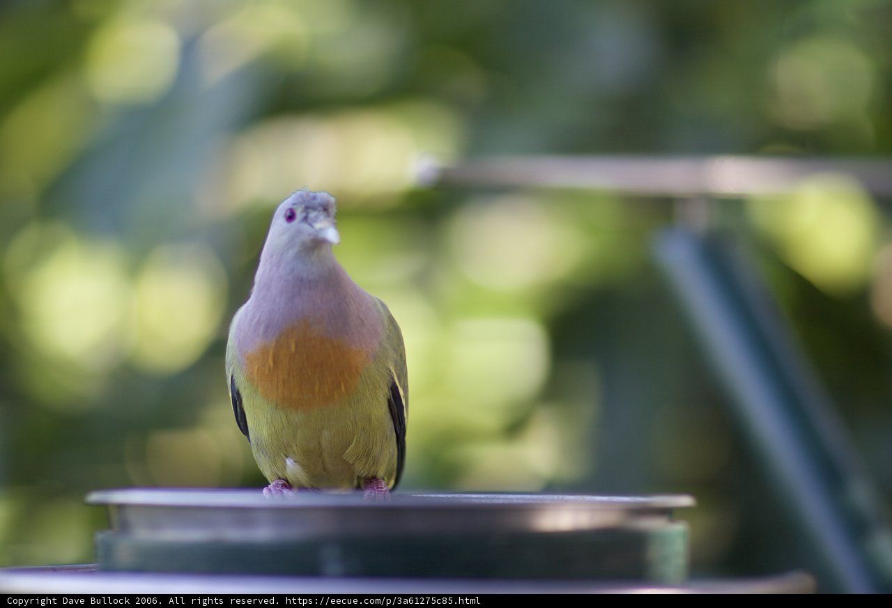 Bowl-perched Pigeon