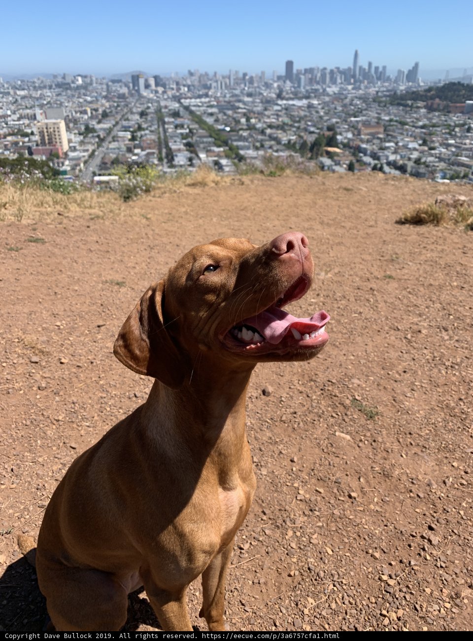 The City's Canine Sentinel