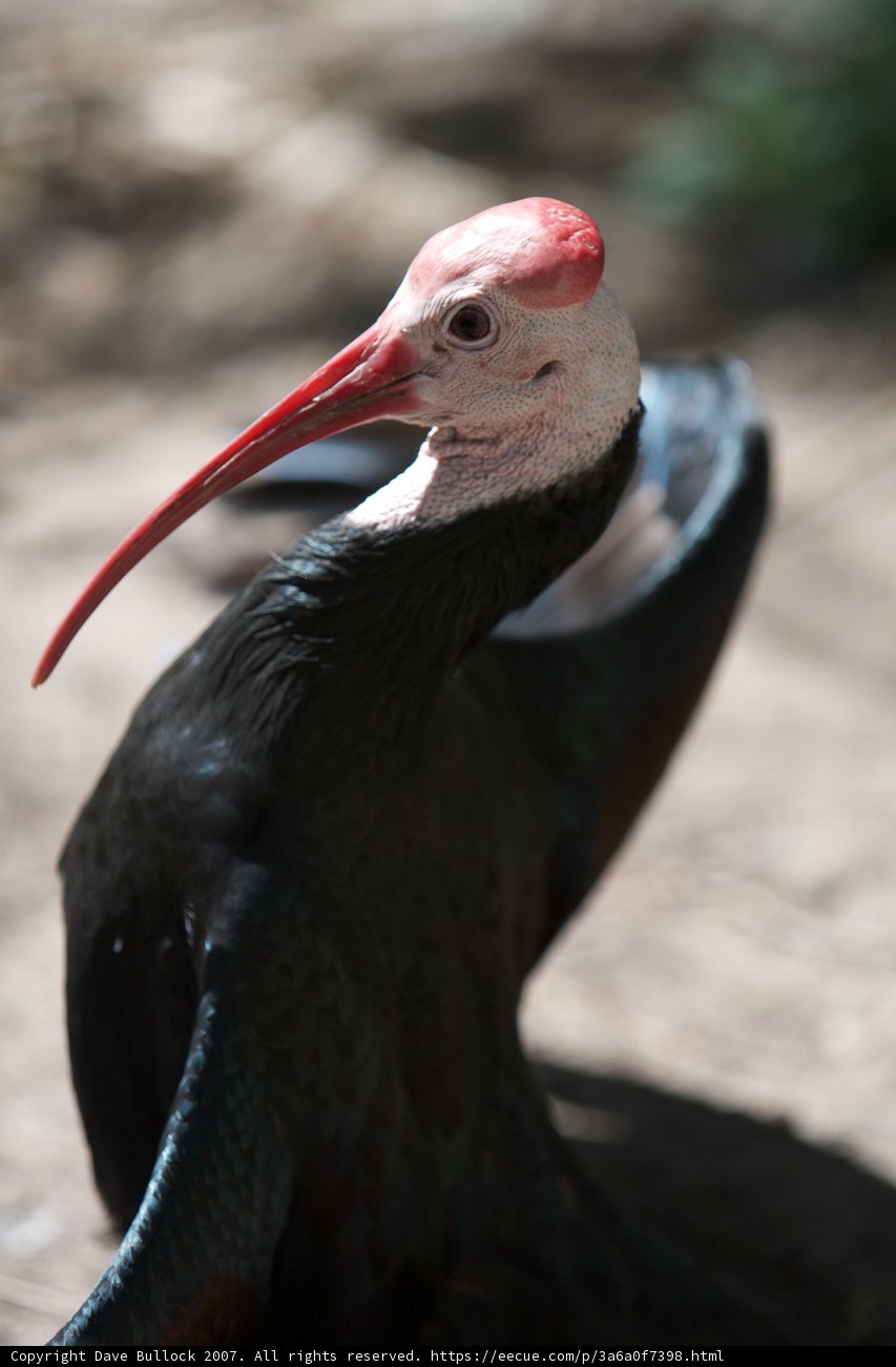 The Red-Beaked Stork